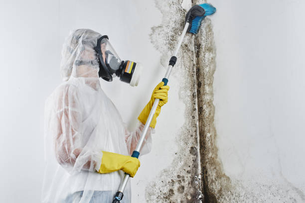 Best DIY Mold Remediation Support Services in Morehead, KY