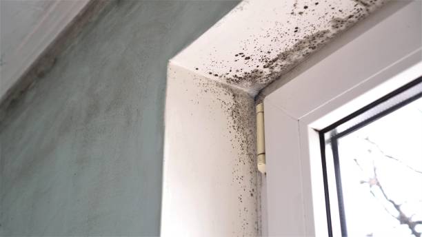 Best Residential Mold Remediation in Morehead, KY